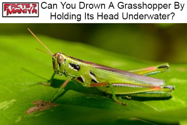 Drown A Grasshopper By Holding Its Head Underwater