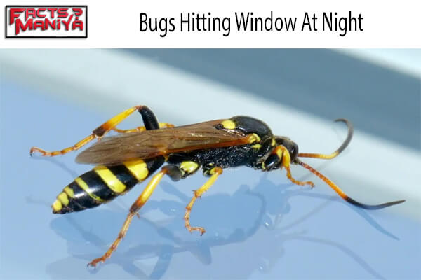 Bugs Hitting Window At Night 1